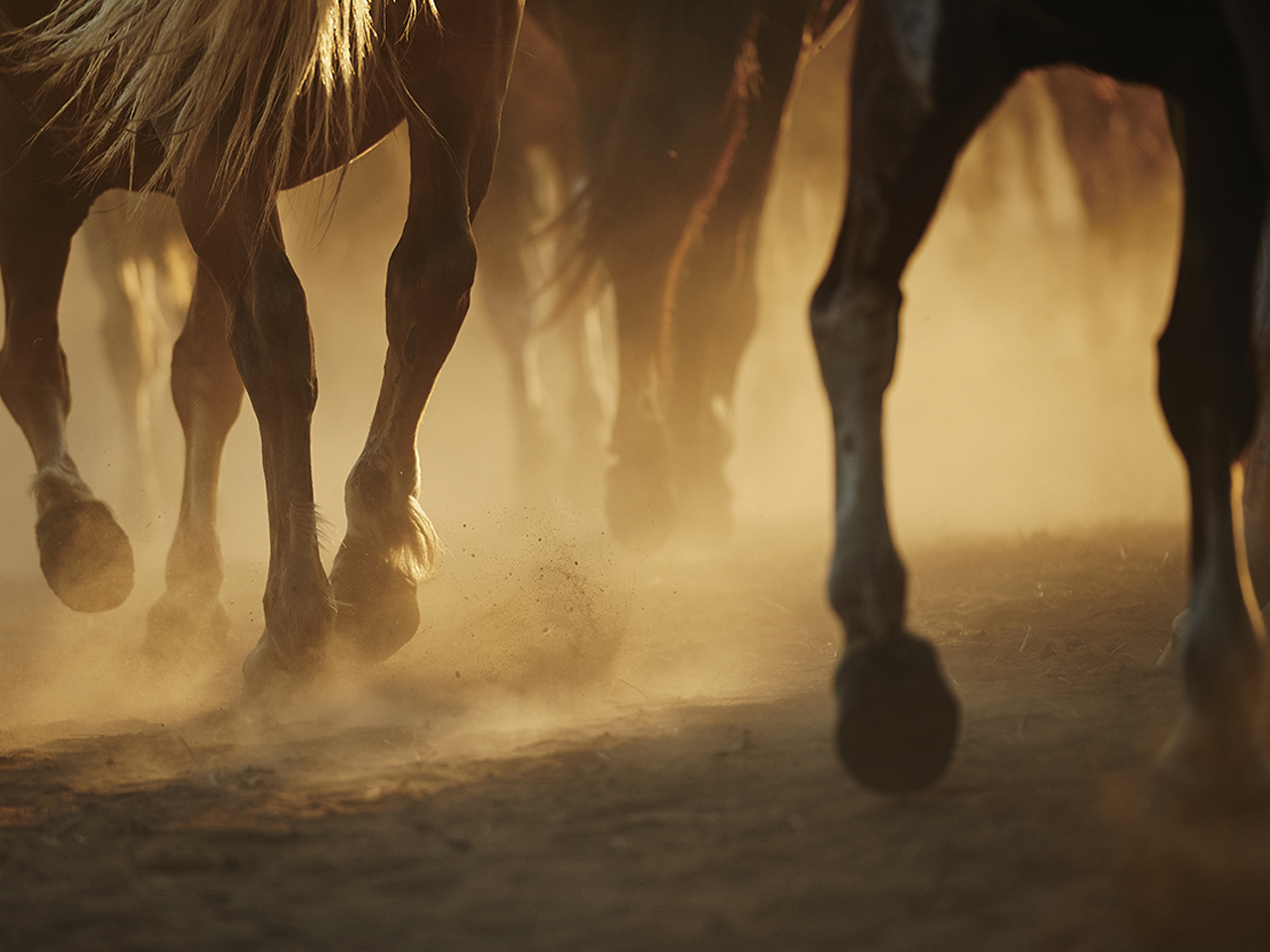 Horse's legs in the dust